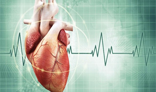 Những sự thật thú vị về trái tim của bạn
