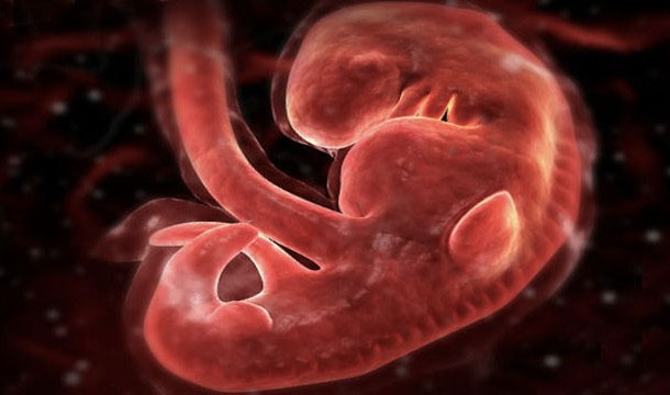 Những sự thật thú vị về trái tim của bạn