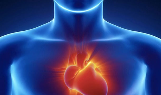 Những sự thật thú vị về trái tim của bạn