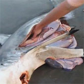 Video: Cứu ba cá mập con trong bụng mẹ