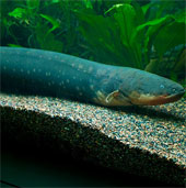 Phát hiện mới về khả năng khống chế con mồi từ xa của lươn điện