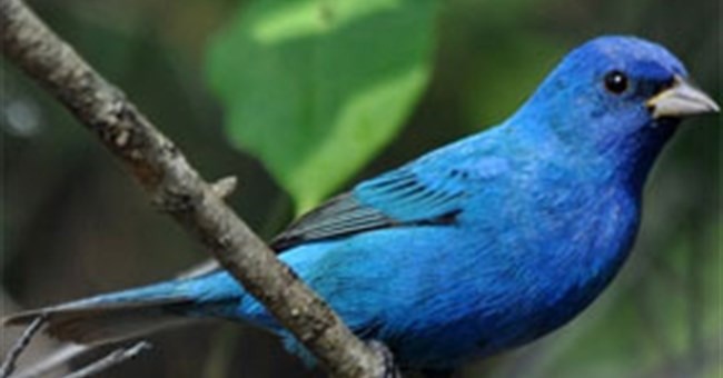 Vì sao lông chim quý có màu xanh chủ đạo?