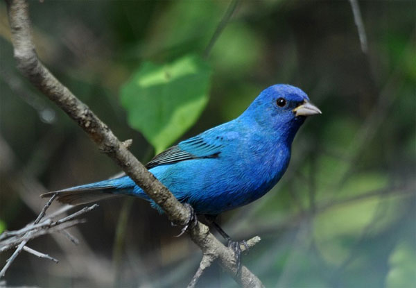 Vì sao lông chim quý có màu xanh chủ đạo?