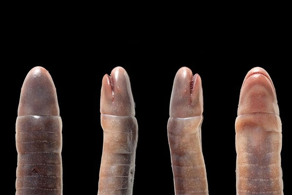 Cận cảnh bộ tộc giun không chân “bất hiếu” ăn thịt mẹ