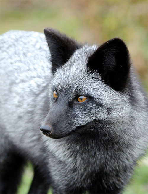 It is also because of this fur that at one time they became the most valuable fox species.