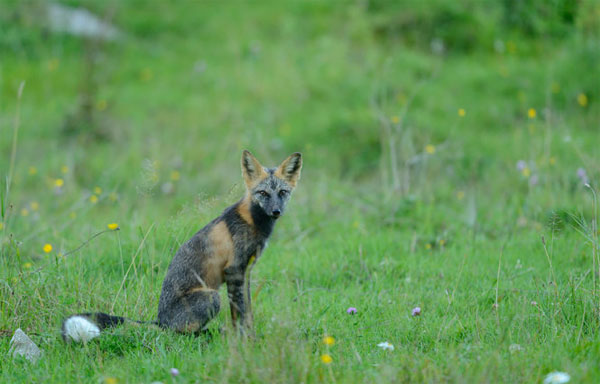 The cross fox is another "color version" of the red fox, most abundant in North America