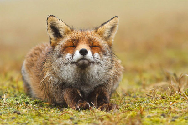 Red foxes usually have a typical golden brown coat