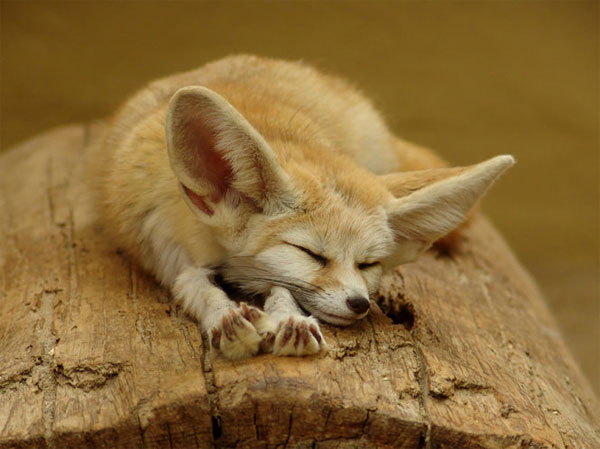Fennec fox is the smallest fox in the world
