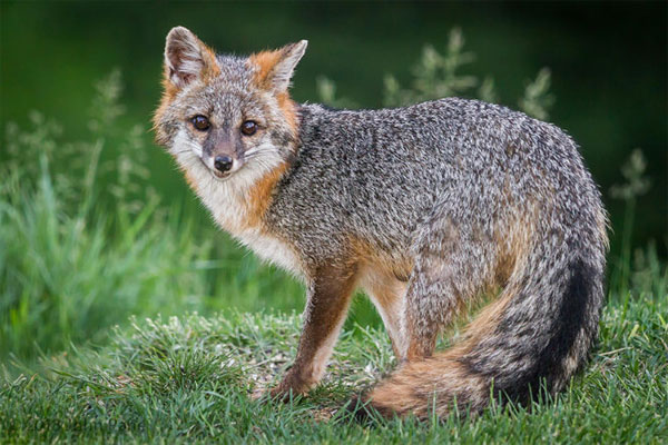 The gray fox is the only animal in the dog family that can climb trees.