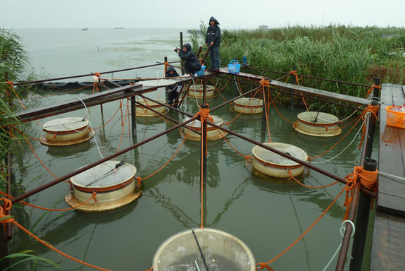 Vi khuẩn cổ gây hiểm họa toàn cầu tái xuất và phát triển