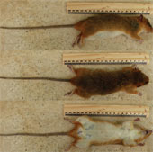 Loài chuột cây mới được phát hiện ở Sơn La