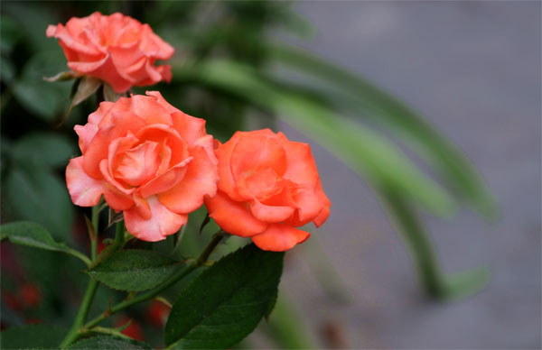 Kỹ thuật trồng hoa hồng tỉ muội