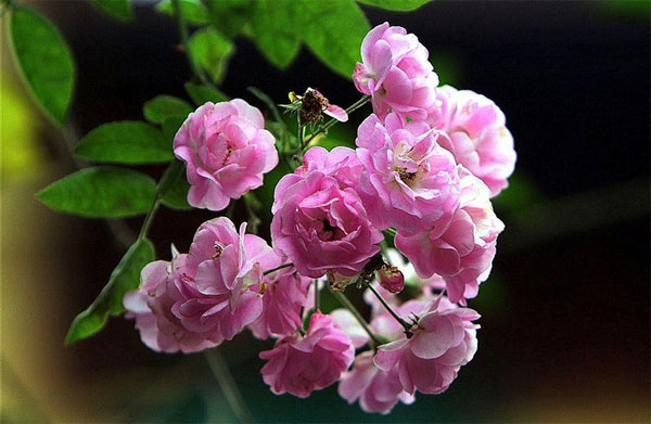 Kỹ thuật trồng hoa hồng tỉ muội Hoa-hong-ti-muoi-3