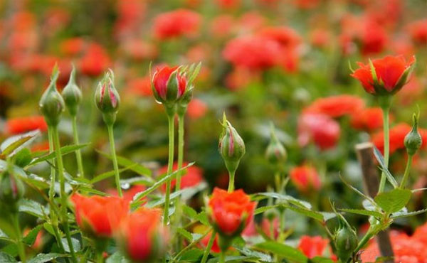 Kỹ thuật trồng hoa hồng tỉ muội