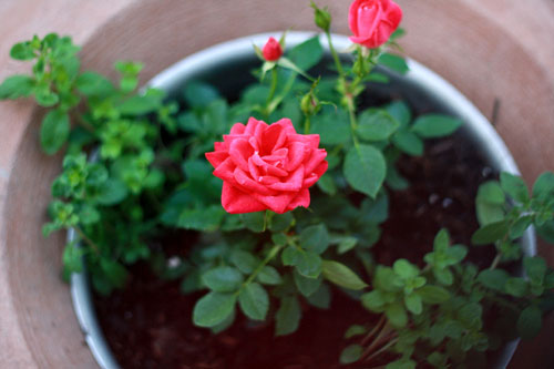 Kỹ thuật trồng hoa hồng tỉ muội Hoa-hong-ti-muoi