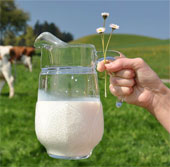 Sữa tươi nguyên chất chưa hẳn an toàn