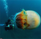 Thợ lặn "sốc nặng" với sứa khổng lồ dưới đáy biển