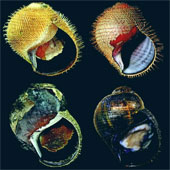 Phát hiện 5 loài ốc biển mới