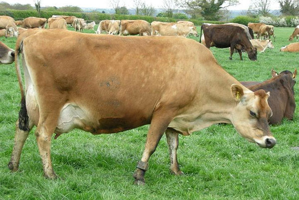 Khả năng dự đoán thiên tai, phát hiện ung thư của động vật