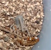 Video: Cuộc chiến của rết và bọ cạp