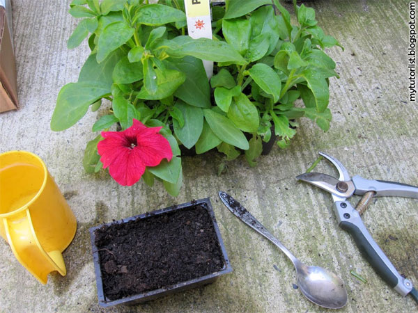 Kỹ thuật trồng hoa dạ yến thảo bằng cành