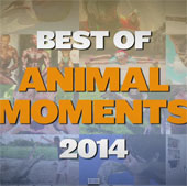 Video: Khoảnh khắc thế giới động vật ấn tượng nhất 2014
