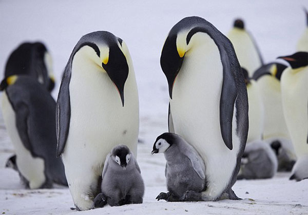 Vào mùa ấp trứng, con đực sẽ ở lại để ấp trứng và bảo vệ những đứa con Chim cánh cụt chụm lại ủ ấm đàn con