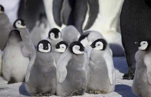 Đây là loài đặc hữu ở châu Nam Cực. Chim cánh cụt chụm lại ủ ấm đàn con