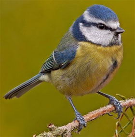 Phát hiện mới: Loài chim cũng biết "lè nhè" khi say