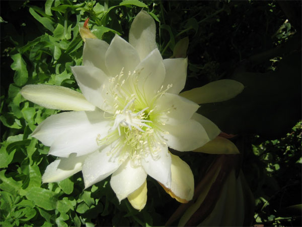 Hoa quỳnh là loài hoa đẹp và nổi tiếng với hương thơm dịu nhẹ. Hãy xem hình ảnh về hoa quỳnh để ngắm nhìn vẻ đẹp tinh khôi và sự thanh thoát của loài hoa này.