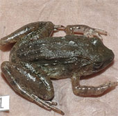 Loài ếch đẻ nòng nọc duy nhất trên hành tinh