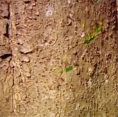 Video: Thử sức với cú cắn của kiến lửa có độc