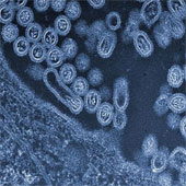Virus cúm H7N9 đang nguy hiểm hơn