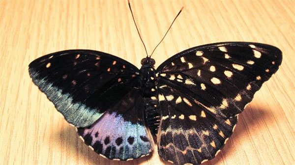 Phát hiện bướm cực hiếm hai 