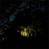 Hang động ấu trùng phát sáng kỳ ảo ở New Zealand