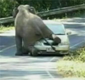 Video: Chú voi bất ngờ chặn ôtô, trèo lên nóc xe ngồi