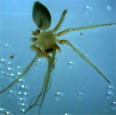 Loài nhện hiếm nhất thế giới đối mặt với nguy cơ bị tuyệt chủng