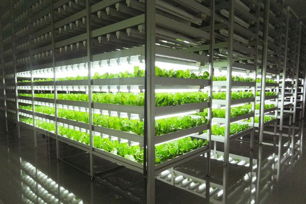 Nhật Bản: Nông trại trong nhà năng suất gấp 100 lần ngoài đồng