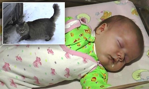 Cảm động cảnh mèo cứu sống trẻ bị bỏ rơi trong tuyết