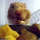 Video: Vì sao chuột hamster có thể nhét nhiều đồ ăn vào miệng?