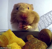 Video: Vì sao chuột hamster có thể nhét nhiều đồ ăn vào miệng?