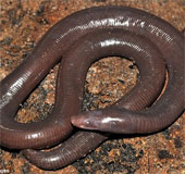 Phát hiện sinh vật giun lai rắn kỳ dị ở Campuchia