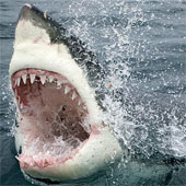 Cưa điện làm từ răng cá mập: Cỗ máy "siêu sắc bén"