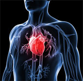 Những điều ít biết về quả tim người