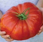 Giống cà chua lớn nhất thế giới