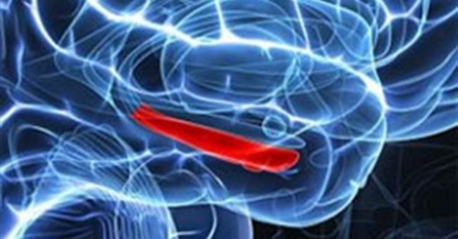 Phát hiện nơi cất giữ ký ức sợ hãi trong bộ não