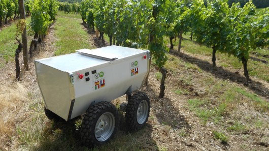 Robot giám sát vườn nho