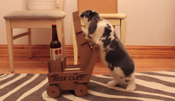 Video: Chú thỏ thông minh biết mang bia cho chủ theo yêu cầu