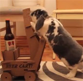 Video: Chú thỏ thông minh biết mang bia cho chủ theo yêu cầu