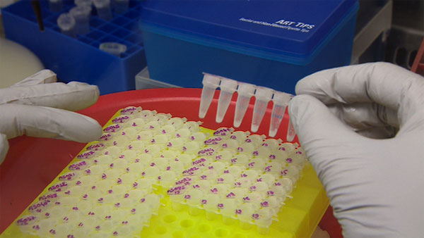 Cảnh báo virus Ebola biến đổi nguy hiểm hơn